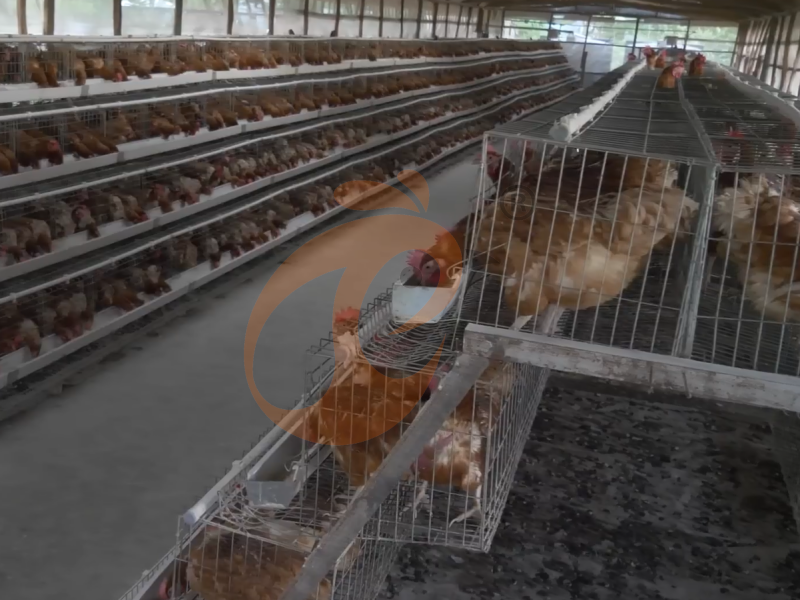 Semi Automatic A Type Layer Chicken Cage Design - The Ideal Choice For Efficient Layer Farming