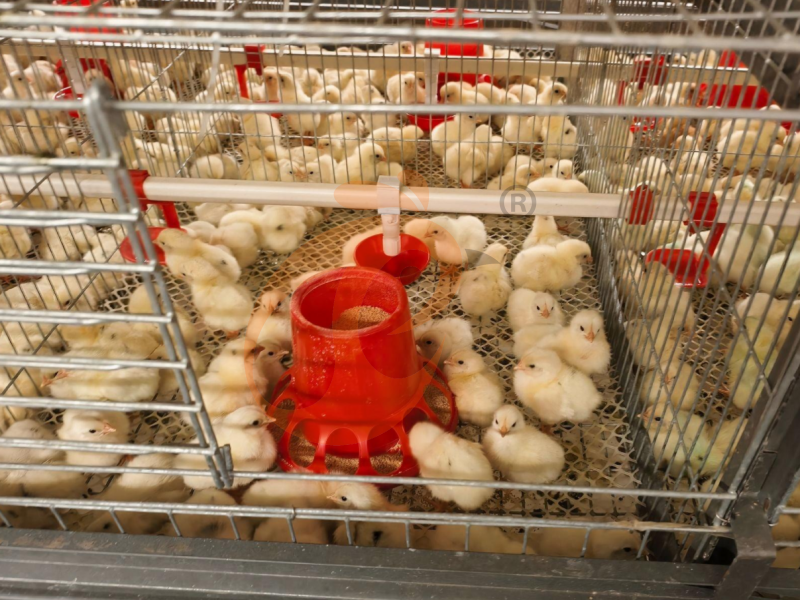 7 keys benefits of baby chick cages  a comfortable floor of the cage be non slip and easy to clean