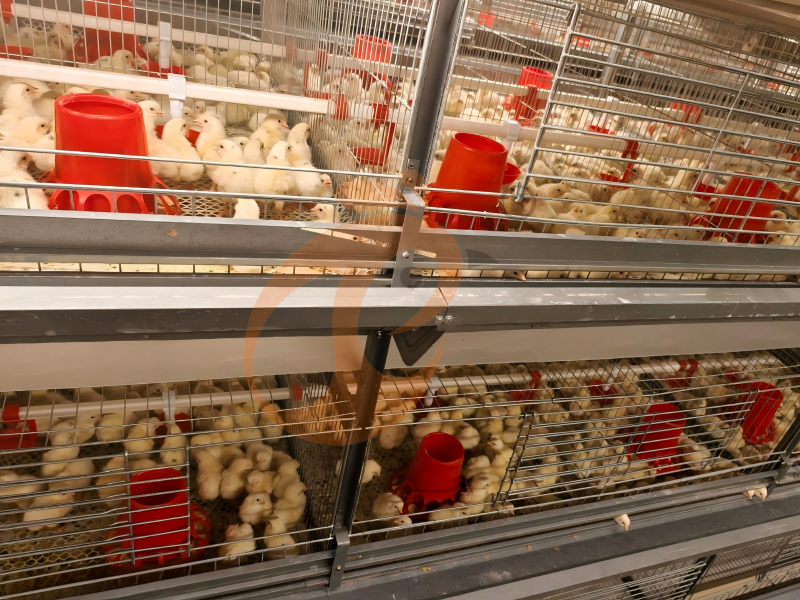 Fully Automatic H Type Day Old Chicken Cage Design