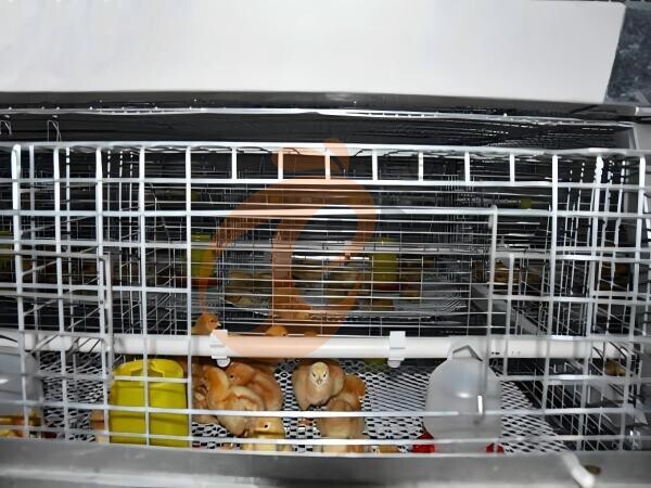 Fully Automatic A Type Day Old Chicken Cage Design - A Practical Classic For Poultry Farms