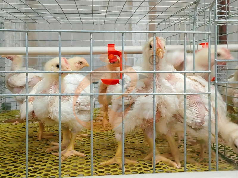 Automatic A Type Broiler Chicken Cage Design - Popular Type From Chicks to 45 Adult Broilers Automatic A Type Broiler Chicken Cage Design - Popular Type From Chicks to 45 Adult Broilers