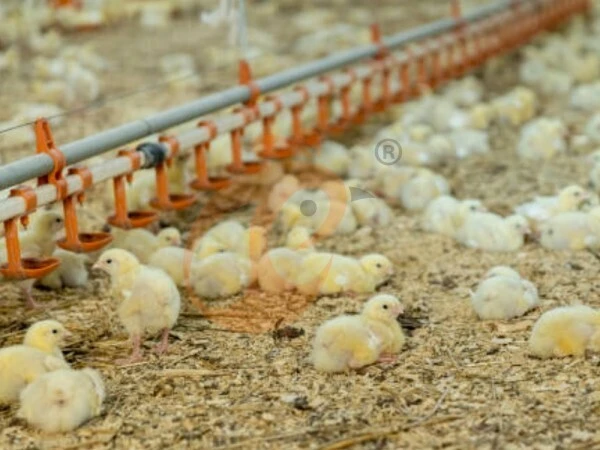 Brooder Deep Litter System - Smart Floor Rearing