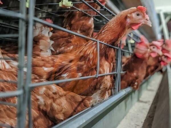 chicken battery cage poultry farm (79) chicken battery cage poultry farm (79)