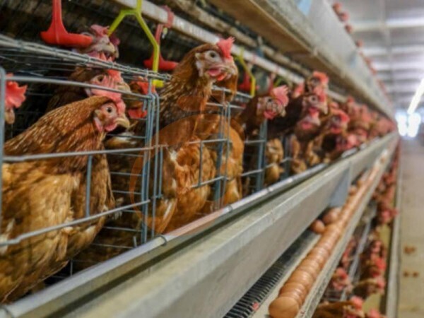 What Are The Best Chicken Cage Sizes For Different Poultry Farming Scales In Ethiopia?