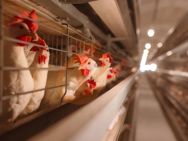 chicken battery cage poultry farming (90) chicken battery cage poultry farming (90)