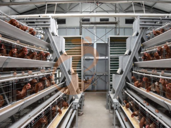 layer poultry farm 2 (11) layer poultry farm 2 (11)