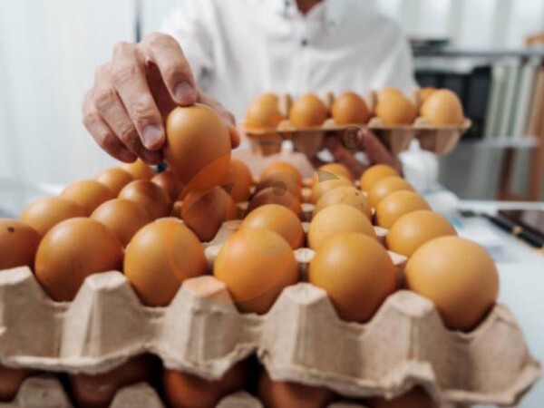 Commercial Poultry Equipment Price List | 5 Key Components Explained
