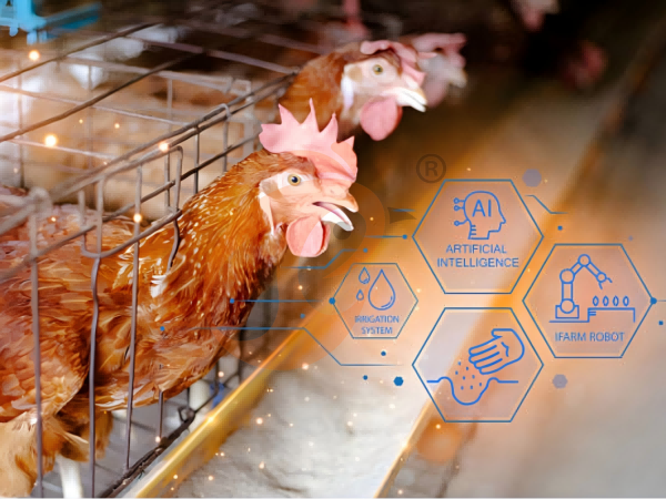 Ethiopia Poultry Production Facilities And Equipment Needed For A Modern Farm