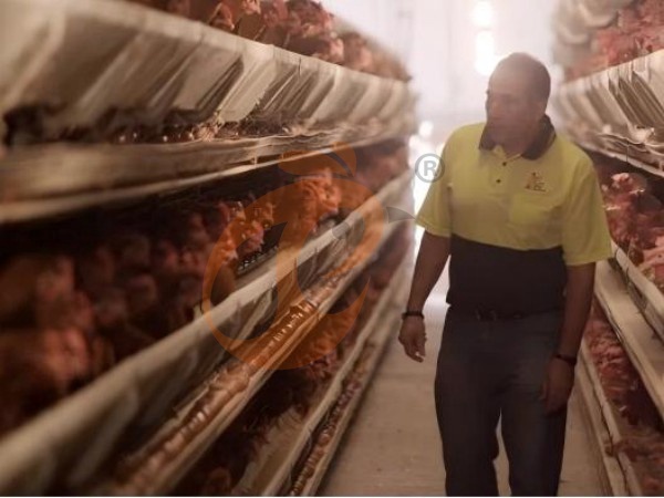 What Affects The Cost Of Poultry Battery Cage System? 6 Major Factors