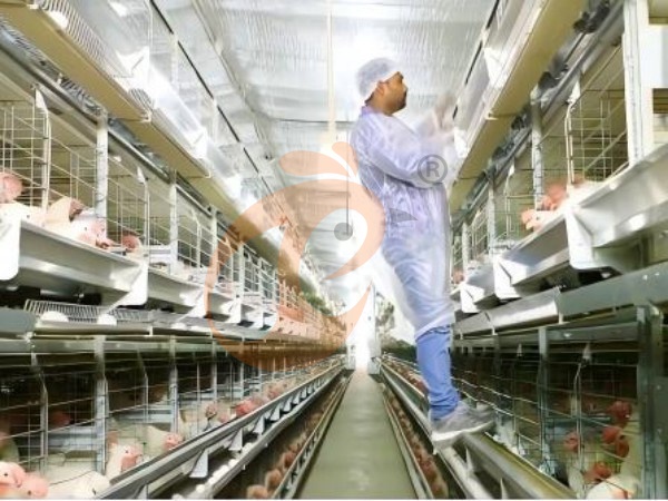 Why Choose H Type Layer Cage Systems For Commercial Chicken Farms