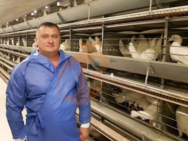 How To Calculate ROI For Large Ethiopian H Type Chicken Cage Farms