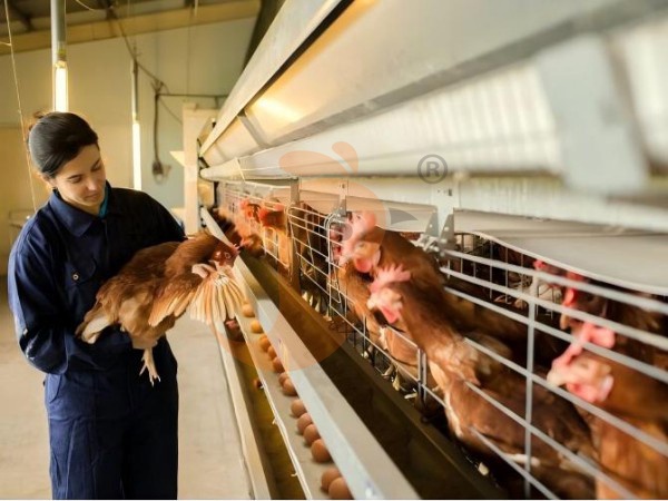 How Can Durable Ethiopian H Type Chicken Cages Lower Long-Term Farm Expenses?