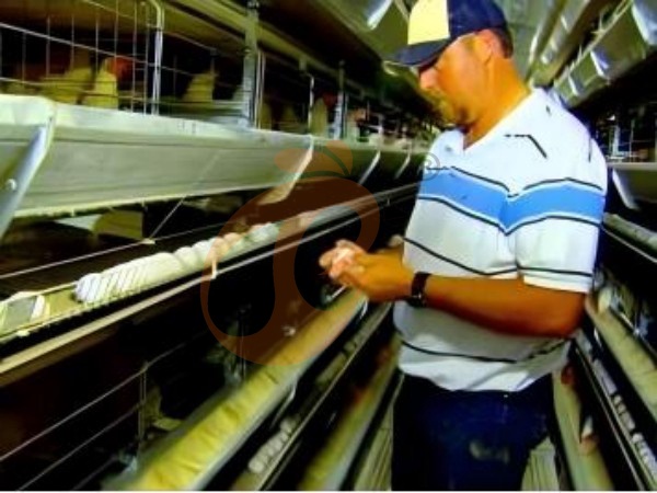Why Choose Ethiopian H-Type Layer Cage Systems For Commercial Chicken Farms