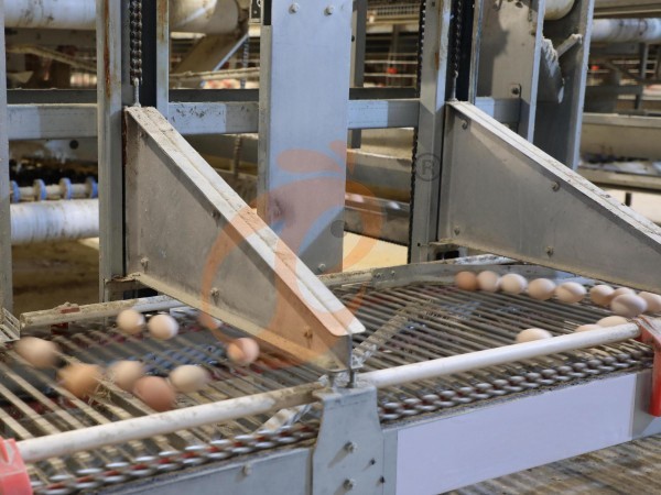 H A chicken battery cage for layers in poultry farm (67) H A chicken battery cage for layers in poultry farm (67)