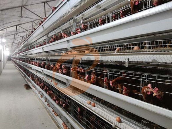H Type Battery Cages For Sale | 5 Key Buying Factors & Price
