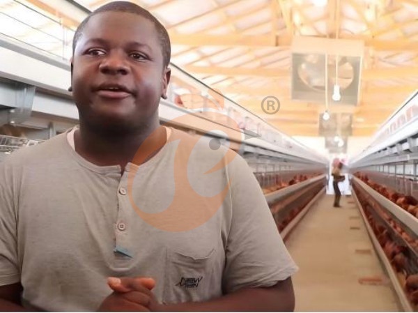 How To Improve Egg Production Using An A Type Chicken Cage For Layers In Ethiopia? 5 Practical Ways