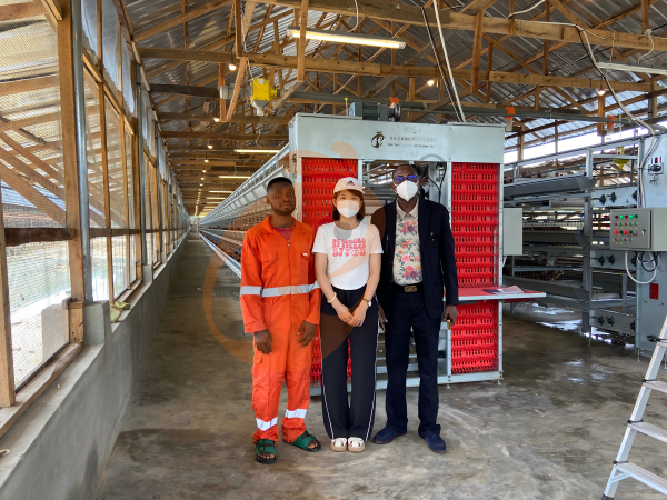 What Is The Best Layout For An A Type Chicken Cage System In Ethiopia? 5 Space-Optimized Designs