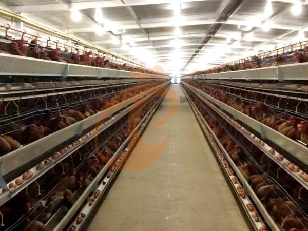 battery cage price for layer chicken in poultry farm (88) battery cage price for layer chicken in poultry farm (88)