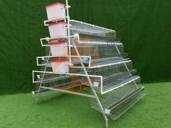 A-Type Chicken Cage Vs H-Type Cage System In Ethiopia: 7 Key Differences For Poultry Farms