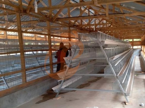What Is The Total Cost Of Chicken Cage System For 10,000 Layers In Ethiopia