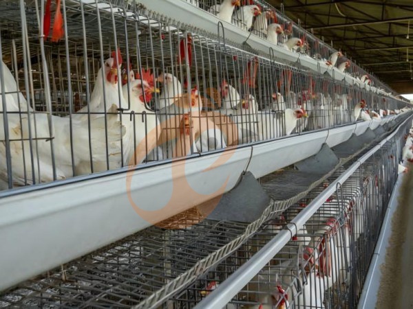 How Long Is The Payback Period For Chicken Cage Investment In Ethiopia? 4 Profit Factors