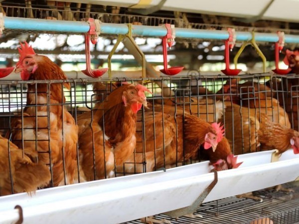 How To Transport And Install An A Type Poultry Cage System Safely In Ethiopia?