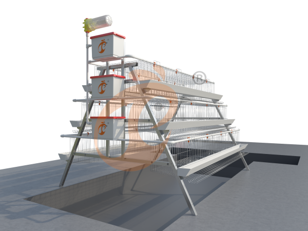 How To Maintain An A Type Chicken Cage For Egg Laying In Ethiopia? 6 Low-Cost Tips