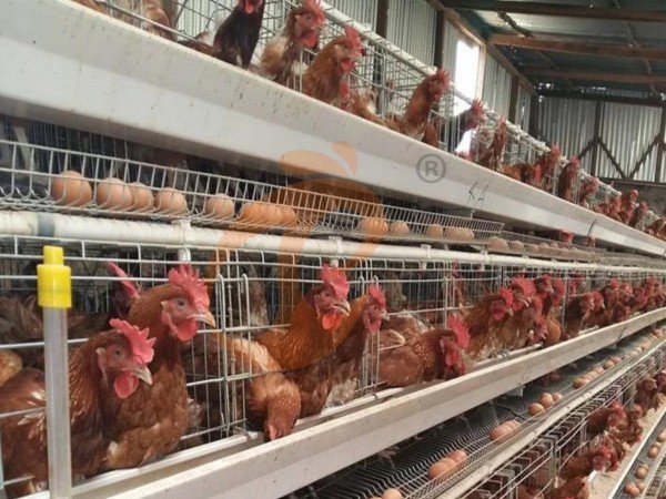 How Much Does A Chicken Cage For Layers Cost In Ethiopia? 6 Real Pricing Details