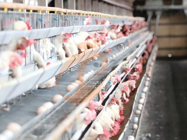A H layer chicken battery cage price in poultry farm (75)