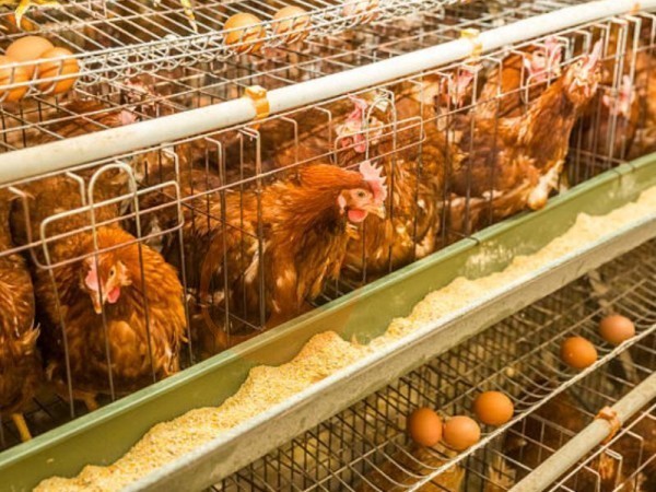 A H layer chicken battery cage price in poultry farm (9)