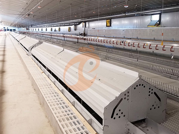 Floor Rearing Poultry System1 (7)