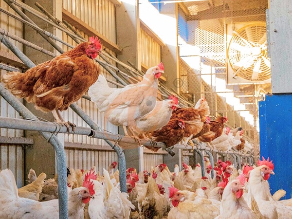 How To Optimize Poultry Farm Equipment Layout | 6 Practical Space Planning Tips