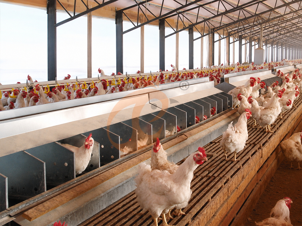 Free Range4 (3)