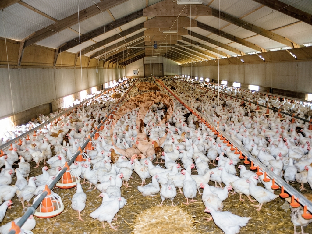 Free Range Poultry Farming Investment Guide | 6 Key Considerations