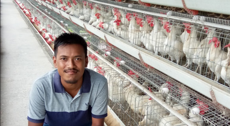 How to improve poultry business as regards to egg production