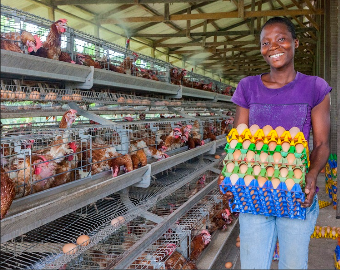Why improving poultry farming with battery cages