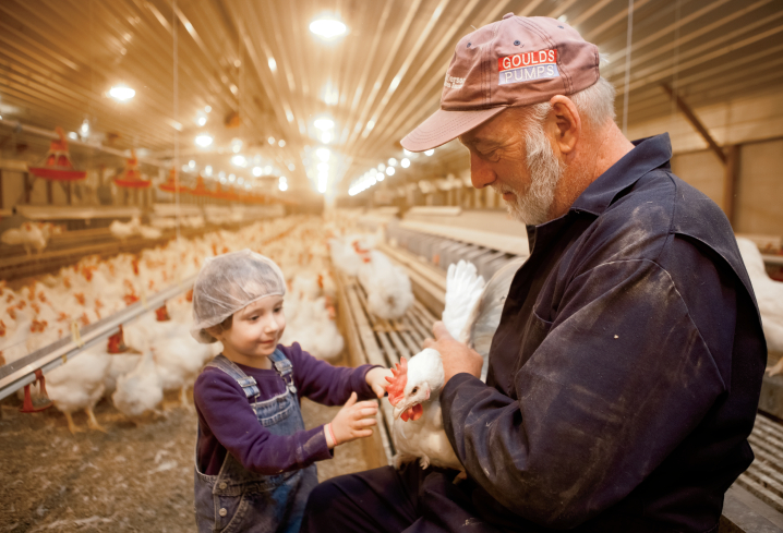 Improving feeding system in the poultry using an automated feeding system
