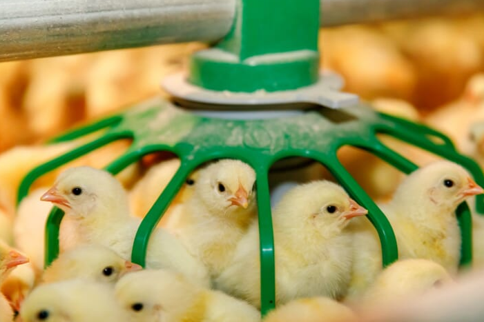 Pullet cage is the most modern farm choosing