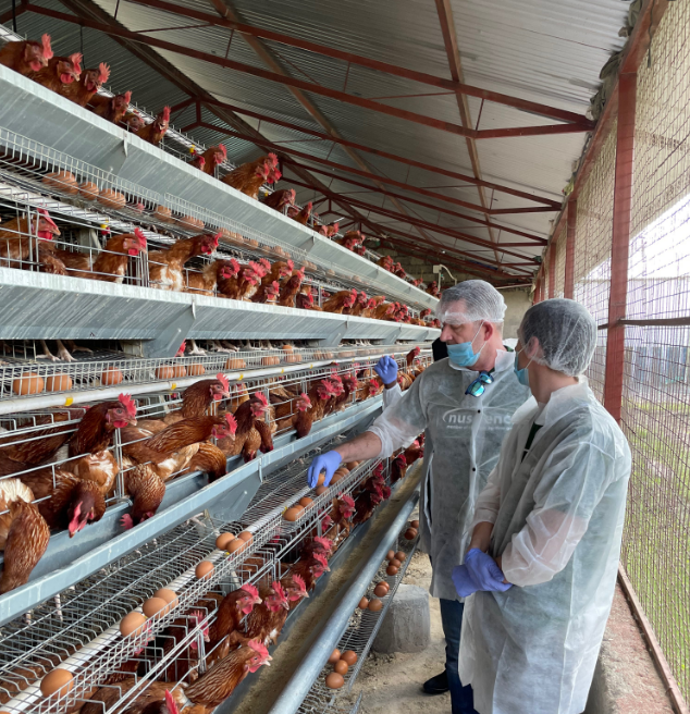 Manual cleaning of poultry battery cage