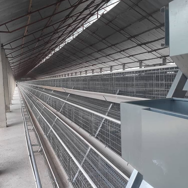 How to improve survival of day old chicken