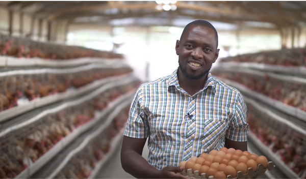 Why customers prefer battery cage system in poultry farming