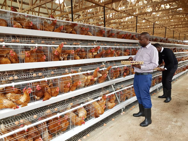 Importance of an automatic feeding trough  in poultry farming