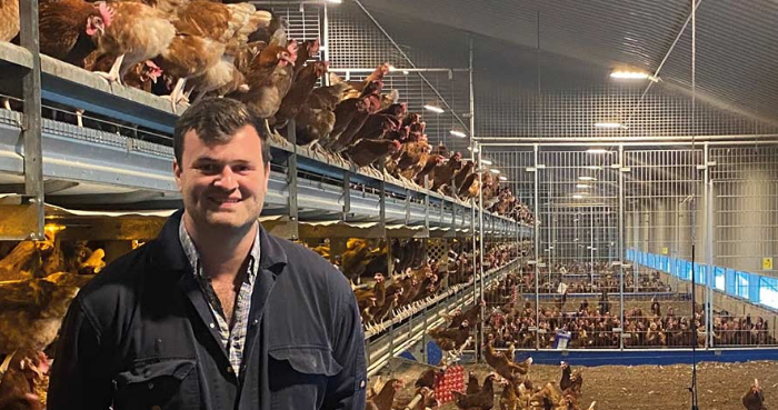 What is the result of too much calcium on young layers in battery cage system