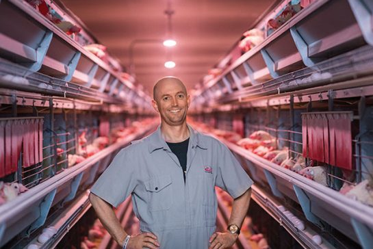 How to prevent manure from polluting chicken in the poultry farm