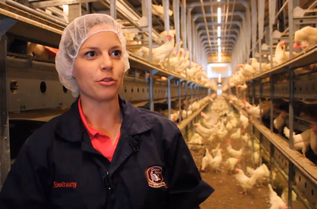 Do you know how to keep chicken from getting sick and how to have a good poultry farm