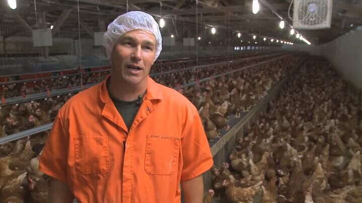 Breeder management in poultry farm
