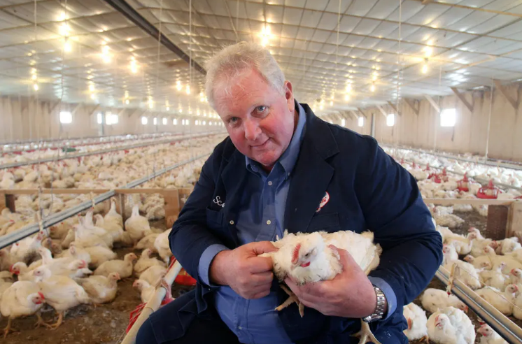 Important vices of poultry in chicken farm