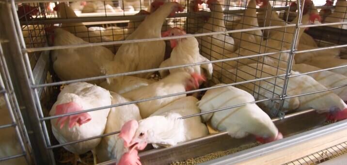Broiler managements in poultry farm