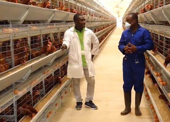 Automatic poultry farming cage