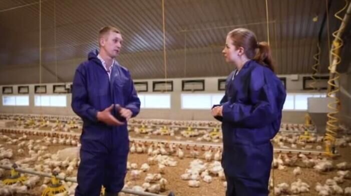 Importance of manure cleaning in poultry farm